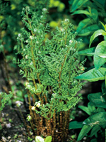 Hardy Fern Dryopteris austriaca 'Lepidota Crispa Cristata'